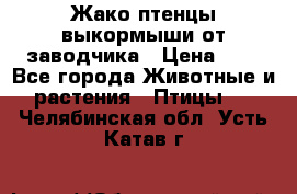 Жако птенцы выкормыши от заводчика › Цена ­ 1 - Все города Животные и растения » Птицы   . Челябинская обл.,Усть-Катав г.